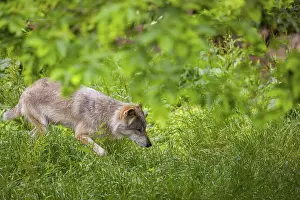 Race: An adult male gray wolf (Canis lupus lupus) runs across a green meadow in hilly terrain