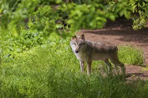 Race: An adult male gray wolf (Canis lupus lupus) runs across a green meadow in hilly terrain