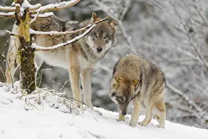 Hills: An adult male grey wolves (Canis lupus lupus) and a young one stand behind a dead tree on a snow-covered hill on a cold
