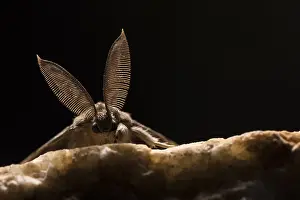 Dispar: Adult male of Gypsy moth (Lymantria dispar) resting