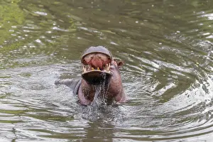 Dangerous: An adult male hippopotamus (Hippopotamus amphibius) shows aggression and defends its territory