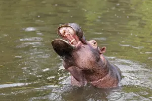 Dangerous: An adult male hippopotamus (Hippopotamus amphibius) shows aggression and defends its territory