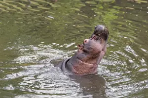 Dangerous: An adult male hippopotamus (Hippopotamus amphibius) shows aggression and defends its territory