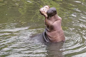 Dangerous: An adult male hippopotamus (Hippopotamus amphibius) shows aggression and defends its territory
