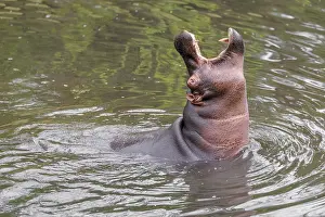 Dangerous: An adult male hippopotamus (Hippopotamus amphibius) shows aggression and defends its territory
