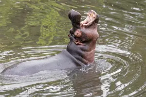 Dangerous: An adult male hippopotamus (Hippopotamus amphibius) shows aggression and defends its territory