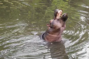 Dangerous: An adult male hippopotamus (Hippopotamus amphibius) shows aggression and defends its territory