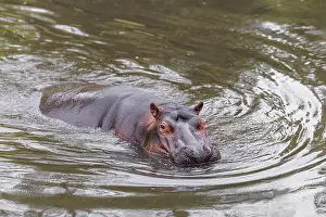 Dangerous: An adult male hippopotamus (Hippopotamus amphibius) shows aggression and defends its territory