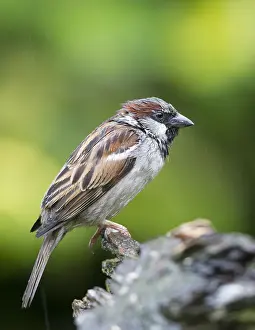 Raining: Adult male House Sparrow (Passer domesticus) pe