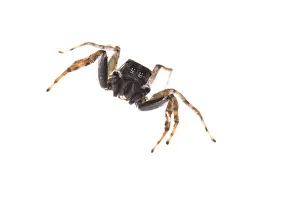 Fangs: Adult male of jumping spider (Menemerus semilimbatus)