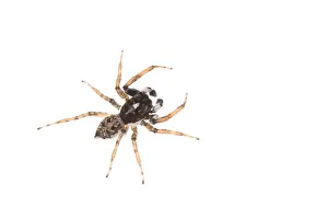 Fangs: Adult male of jumping spider (Menemerus semilimbatus)
