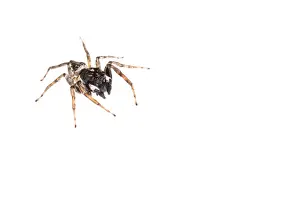 Spiders: Adult male of a jumping spider (Menemerus semilimbatus) against a white background