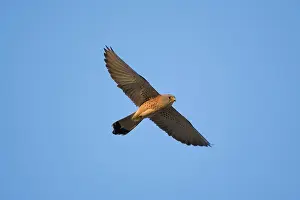 Naumanni: Adult male Lesser Kestrel In flight