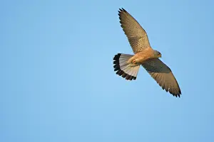 Naumanni: Adult male Lesser Kestrel In flight