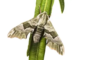 230517: An adult male of lime hawk-moth (Mimas tiliae) agains a