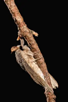 Lobster: Adult male of lobster moth (Stauropus fagi) perched
