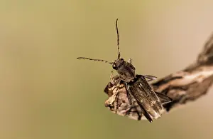 300621: Adult male of longhorned beetle (Xylotrechus stebbingi)