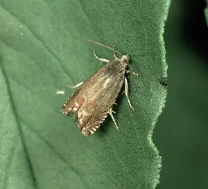 Pisum: Adult male pea moth