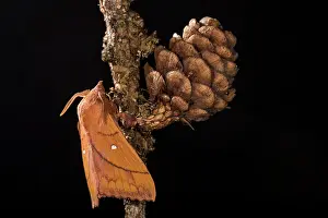 Isolated: Adult male of Plum lappet (Odonestis pruni) perched on twig by night, Liguria, Italy