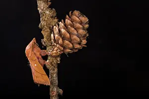 Isolated: Adult male of Plum lappet (Odonestis pruni) perched on twig by night, Liguria, Italy