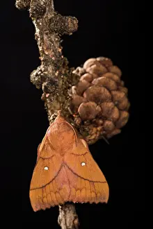 Isolated: Adult male of Plum lappet (Odonestis pruni) perched on twig by night, Liguria, Italy