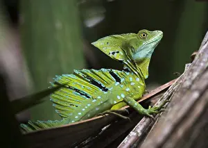 Plumifrons: Adult Male Plumed Basilisk or Green Basilisk (B