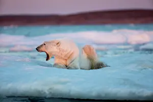 Yawns: Adult male Polar Bear (Ursus maritimus) yawns while