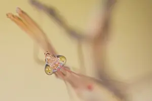 September: Adult male of praying mantis (Mantis religiosa) looking at camera, Liguria, Italy