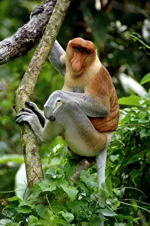 Larvatus: Adult male of Proboscis monkey doses in early morning