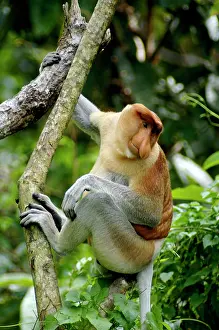 Larvatus: Adult male of Proboscis monkey - waking