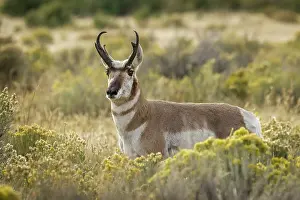 Americana: Adult male pronghorn, Yellowstone National Park, Wyoming