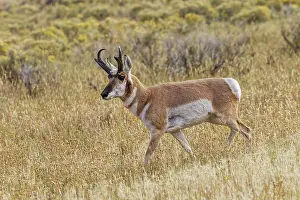Americana: Adult male pronghorn, Yellowstone National Park, Wyoming