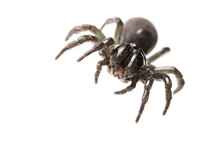 Spiders: Adult male of purse web spider (Atypus affinis) against a white background looking at camera