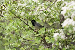 Ruppell: Adult Male Ruppell's Warbler