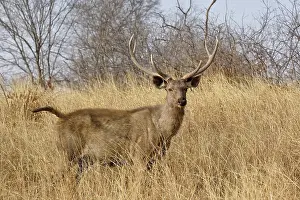 Sambar: Adult male, Sambar deer, Ranthambore National