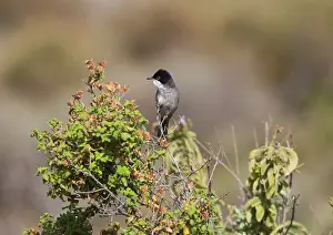 Rhodes: Adult Male Sardinian warbler