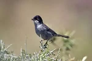 Sardinian: Adult male Sardinian Warbler
