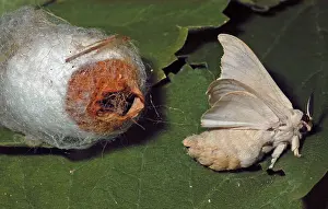 Silkworms: Adult male silkmoth emerging from coccoon