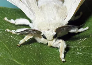 Silkworms: Adult male Silkmoth showing functionless wings