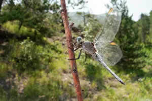 Dragonflies: Adult male of southern skimmer (Orthetrum brunneum) resting on dry twig at morning