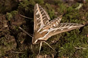 Musky: Adult male of striped-hawk moth (Hyles livornica)