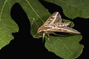 Ficus: Adult male of striped-hawk moth (Hyles livornica)