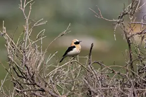 Wheatears: Adult male Western Black-eared Wheatear