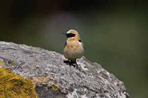 Wheatears: Adult male Western Black-eared Wheatear