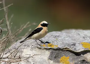 Wheatears: Adult male Western Black-eared Wheatear
