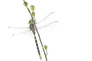Dragonflies: Adult male of western spectre (Boyeria irene)