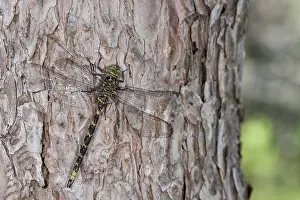 Bark: Adult male of western spectre (Boyeria irene) resting on Pinus sp. trunk, Liguria, Italy