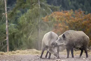 Boar: Two adult male wild boars (Sus scrofa) fight in a dry clearing
