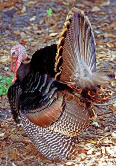 Struts: Adult Male Wild Turkey