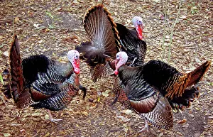 Compete: Adult Male Wild Turkeys